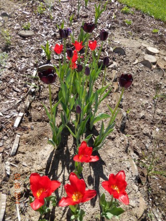 Tulppaani Queen of night