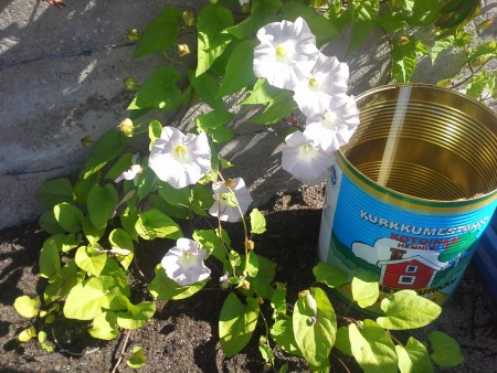 Elämänlanka (karhunköynnös tai isokierto)