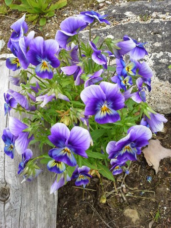 Orvokki tuulenlennättämistä siemenistä :)