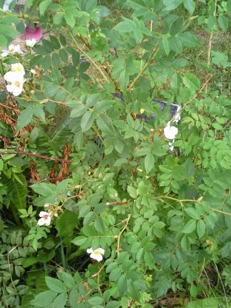 Köynnösruusu Pohjantähti