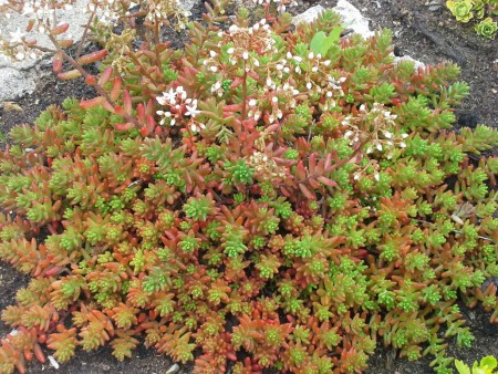 Kaukasianmaksaruoho Sedum spurium